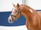 Anuncio de caballos