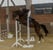 Horse ad
