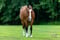 Annuncio cavallo