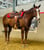 Annuncio cavallo