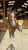 Horse ad