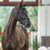 Annuncio cavallo