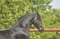 Paardadvertentie