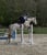 Horse ad
