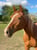 Annonce cheval