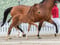 Anuncio de caballos