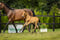 Horse ad