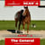 Horse ad