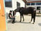 Annuncio cavallo