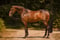 Horse ad