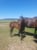 Horse ad