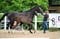 Horse ad