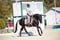 Horse ad