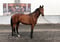 Horse ad