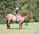 Horse ad
