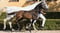 Annuncio cavallo