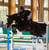 Horse ad