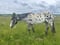 Horse ad