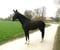 Horse ad