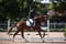 Annuncio cavallo