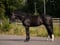 Annonce cheval