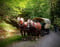 Horse ad