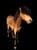 Annuncio cavallo