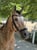 Horse ad