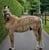 Horse ad