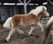 Horse ad