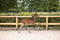 Annuncio cavallo