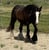 Annuncio cavallo