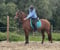 Annuncio cavallo
