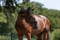 Annuncio cavallo