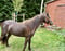 Horse ad
