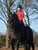 Annuncio cavallo