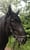 Horse ad