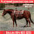 Horse ad