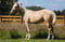 Horse ad