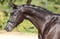 Annuncio cavallo