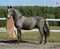Horse ad
