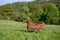 Horse ad