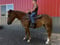 Horse ad