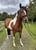 Horse ad