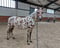 Annuncio cavallo
