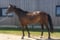 Horse ad