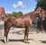 Horse ad