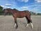 Horse ad