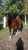 Annuncio cavallo