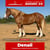 Paardadvertentie